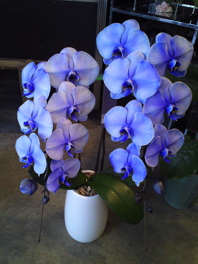 phalaenopsis_img003